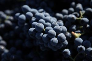 Fonseca grapes1