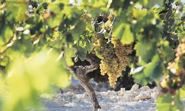 Vino de Jerez 2.0