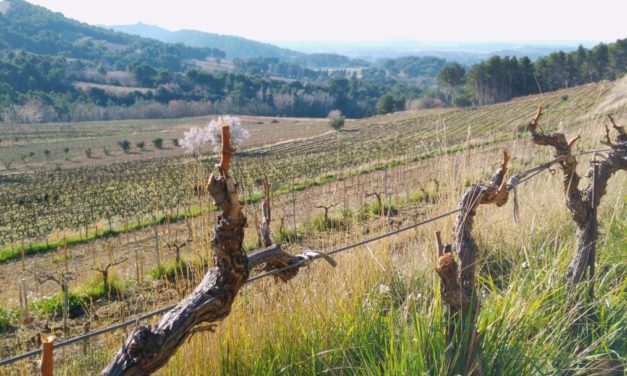 Nieuwe jaargangen van Clos de Caveau