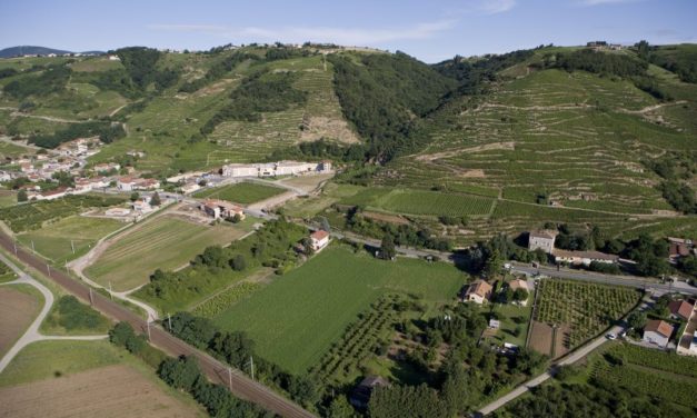 Wijnen uit de Rhônevallei