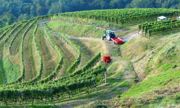 Antoniolo: Gattinara Osso San Grato verticaal