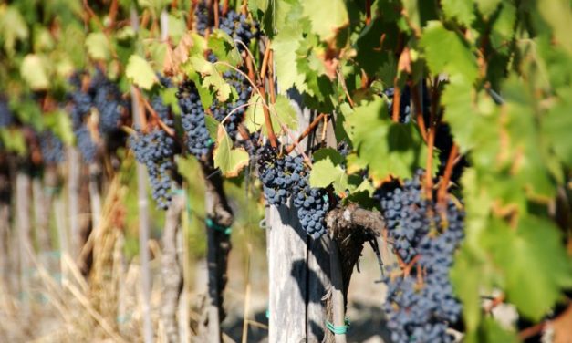 Carmignano, eigentijds en historisch