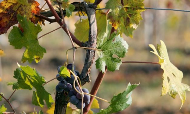 Piemonte, meer dan alleen barolo en barbaresco