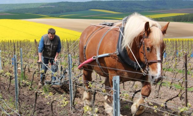 Champagnist: kleinschalig en biologisch voor de betere horeca