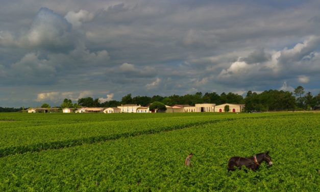 Focus op Pessac-Léognan