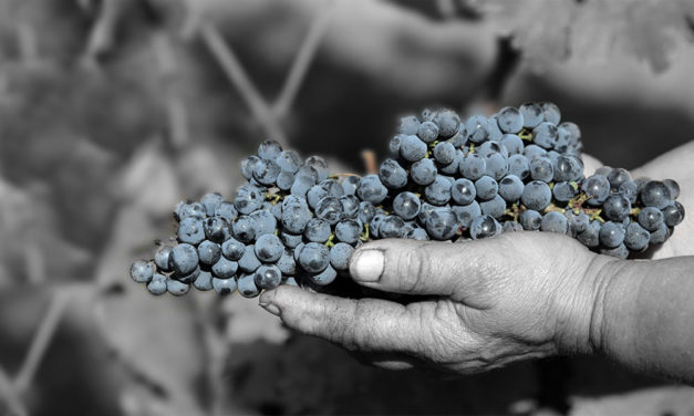 Grande Selection, Tiffan’s, DHC Villány, Hongarije 2015