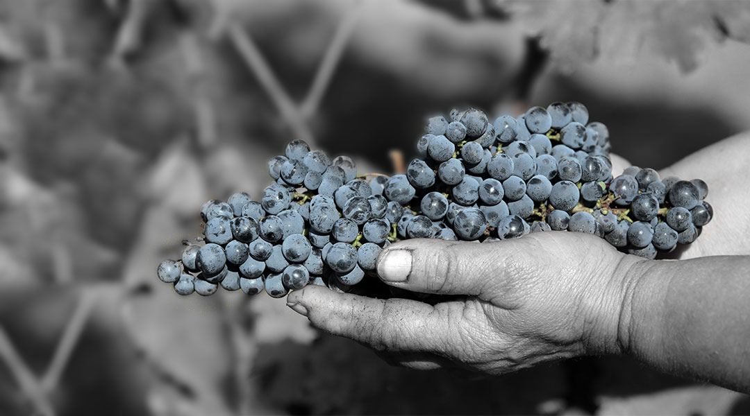 Grande Selection, Tiffan’s, DHC Villány, Hongarije 2015