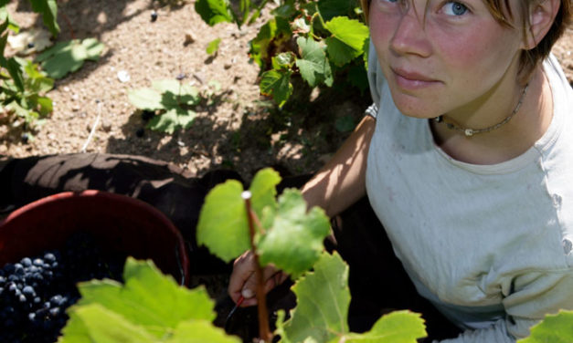Beaujolais: breedte en diepte