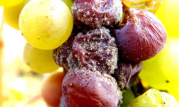 De zes smaken van wijn: zoet