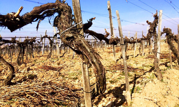 Tokaj: droge wijnen uit economische noodzaak