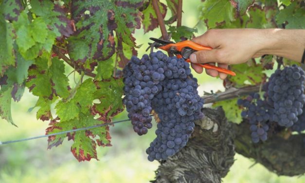 Cabernet franc in de Loire