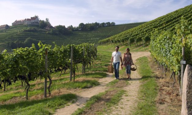 De wedergeboorte van de Klingelberger Riesling