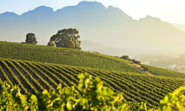 Tegenstrijdigheden komen samen op Cape Wine