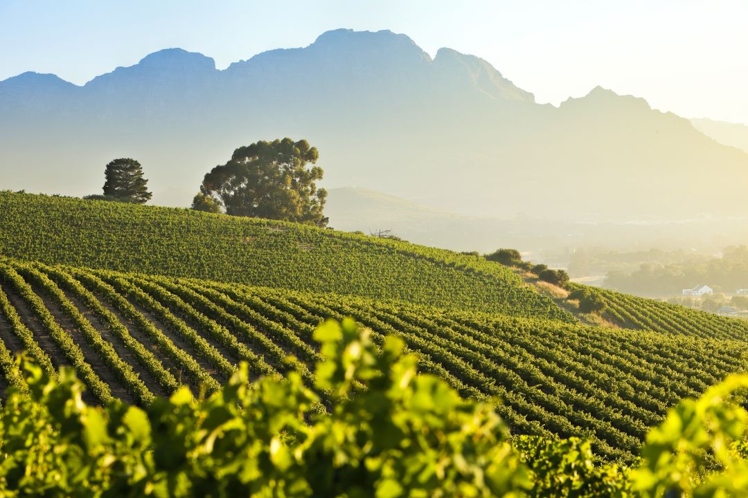 Tegenstrijdigheden komen samen op Cape Wine