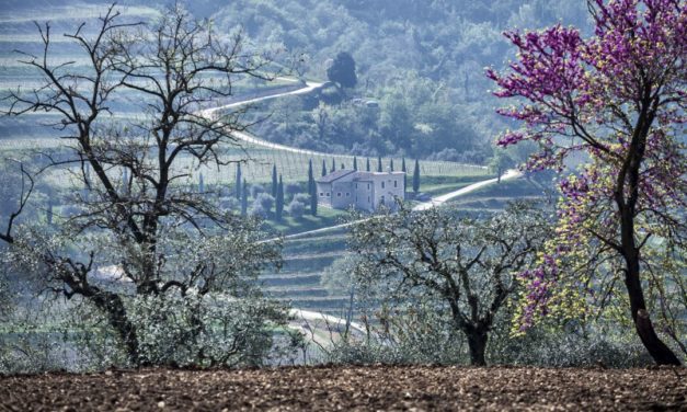 Amarone van Bertani