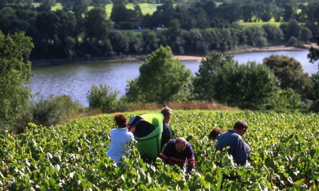Is de Loire het meest gevarieerde wijngebied ter wereld?
