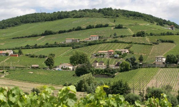 Beaujolais – van primeur tot premium