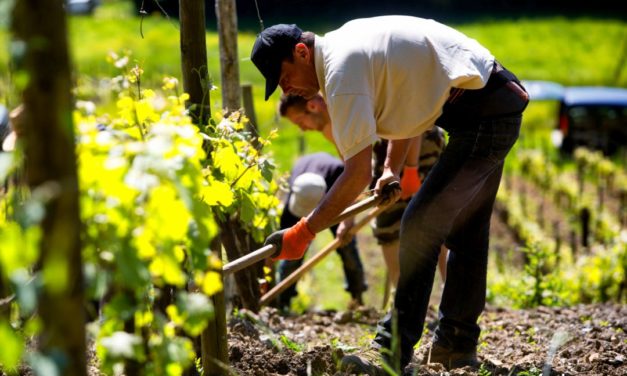 Au Paradis: wijnen uit de Jura en de Beaujolais