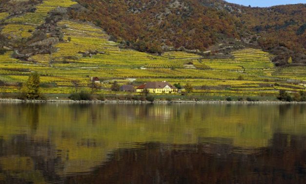 Wine Professional 2020: Weingut Emmerich Knoll