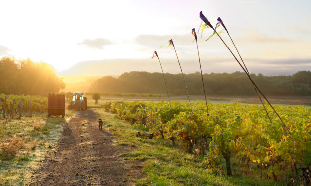 Domaine Clau de Nell: wijnen met spanning