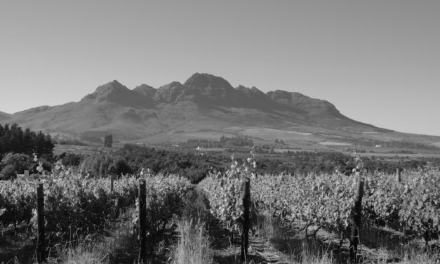 Pinotage, Grangehurst, Stellenbosch, Zuid-Afrika 1997