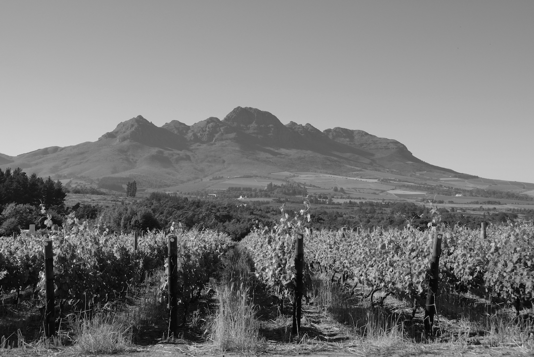 Pinotage, Grangehurst, Stellenbosch, Zuid-Afrika 1997