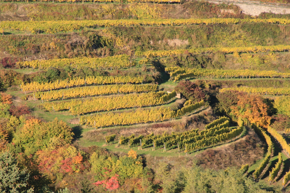 Steiner Hund Riesling, Nikolaihof, Niederösterreich, Oostenrijk 2010