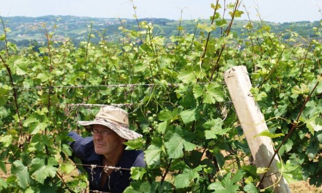 Natuurwijnen uit Servië