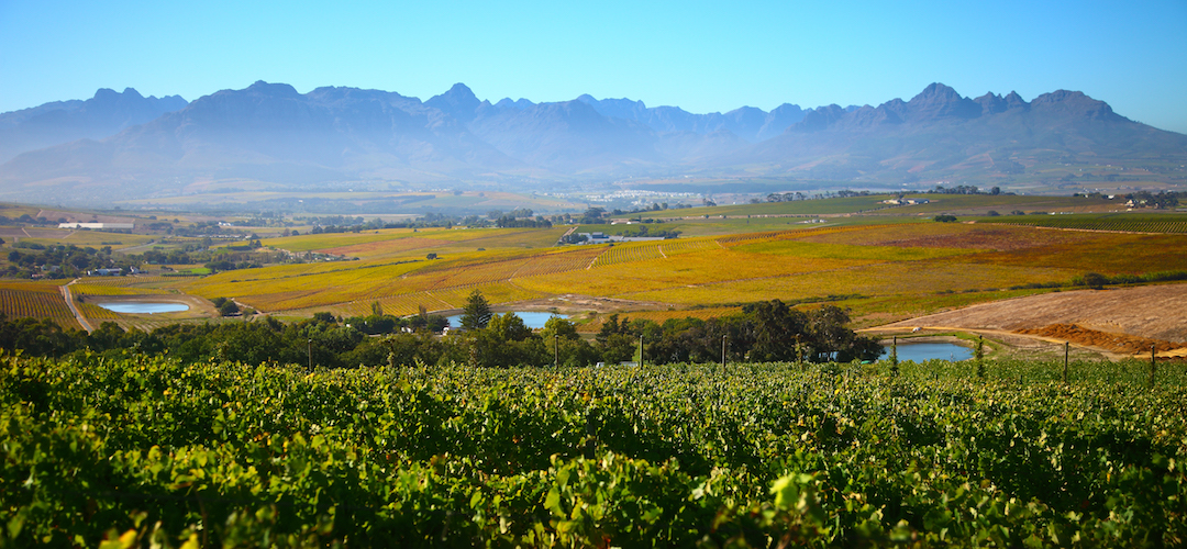 Wijngaarden De Morgenzon, Zuid-Afrika