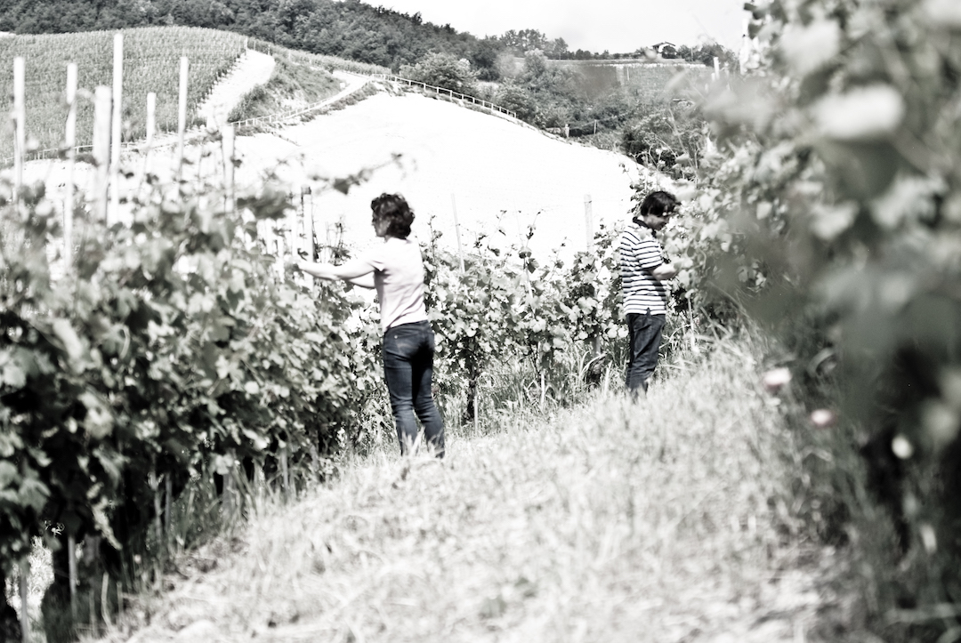 Nebbiolo, Ferdinando Principiano, Langhe, Italië 2018