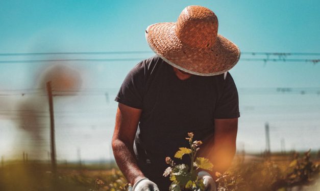 Proefschrift Zomerwijnen 2021: de keuze van de importeurs – deel 3