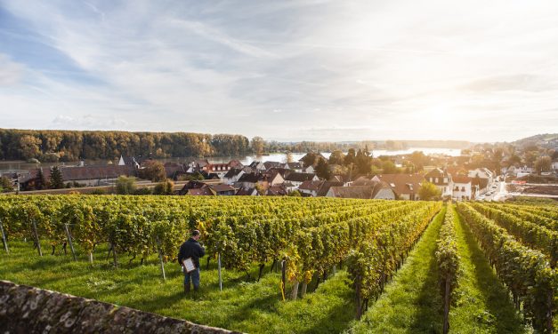 Vorpremiere VDP.Grosses Gewächs 2021, Wiesbaden – deel 3