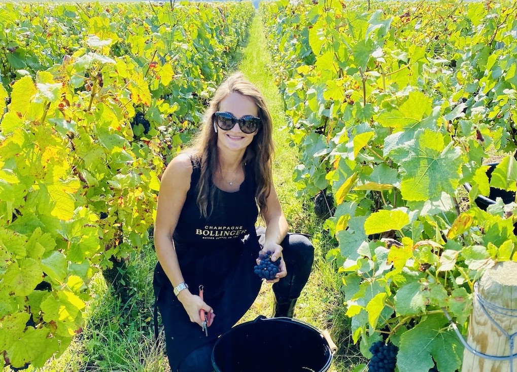 Champagne Bollinger, oogst 2021
