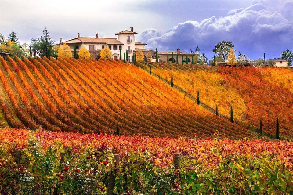 Giallo d’Arles, Quintodecimo, Greco di Tufo, Italië 2020