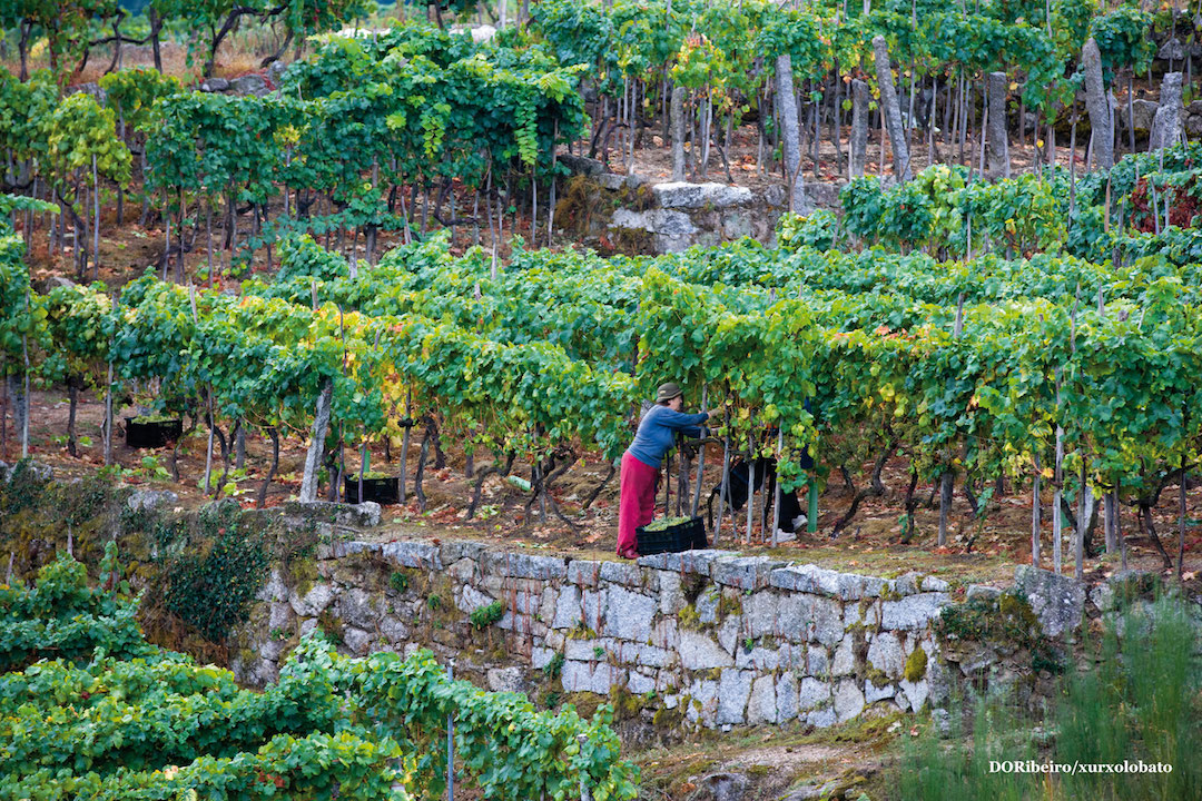 wijngaard in Ribeiro wijngaard in Ribeiro