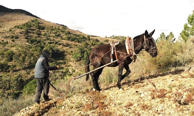 Focus op terroir in Priorat