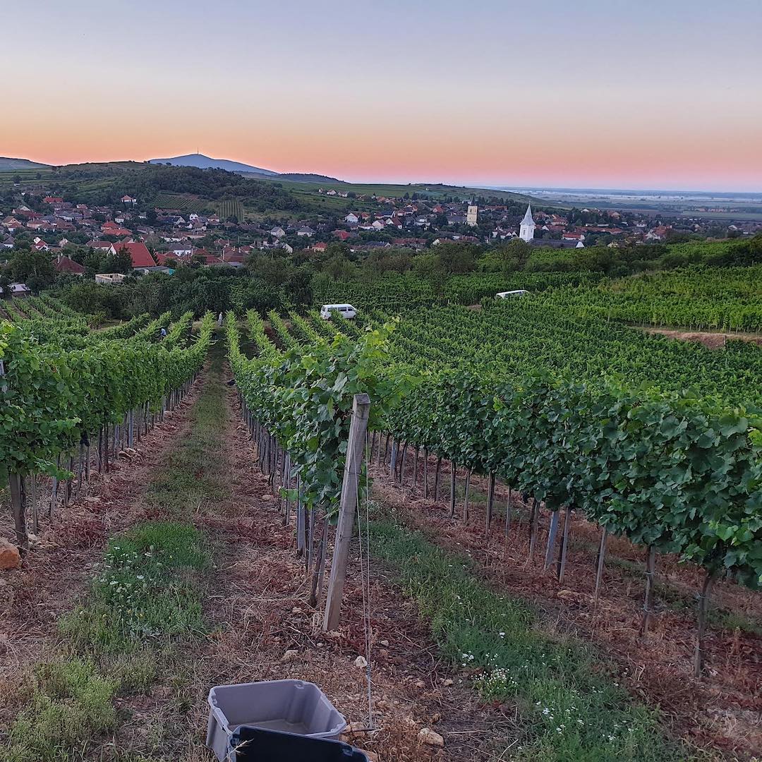 Furmint, Dobogó, Tokaj, Hongarije 2005