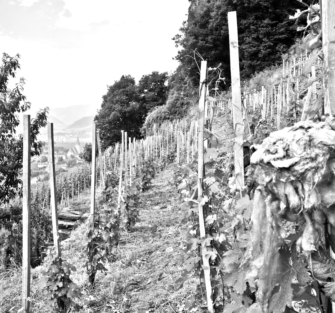Wachstum Bodenstein Riesling Smaragd, Weingut Prager, Wachau, Oostenrijk 2013