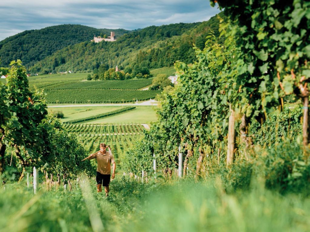 Maria Magdalena Riesling Lagenwein, Weingut Porzelt, Pfalz, Duitsland 2014