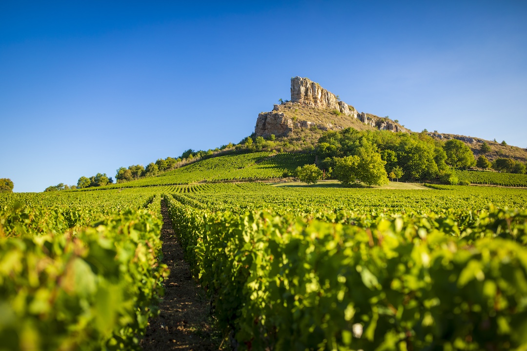 Proefschrift wijnarchieven: Chapoutier en Château-Fuissé