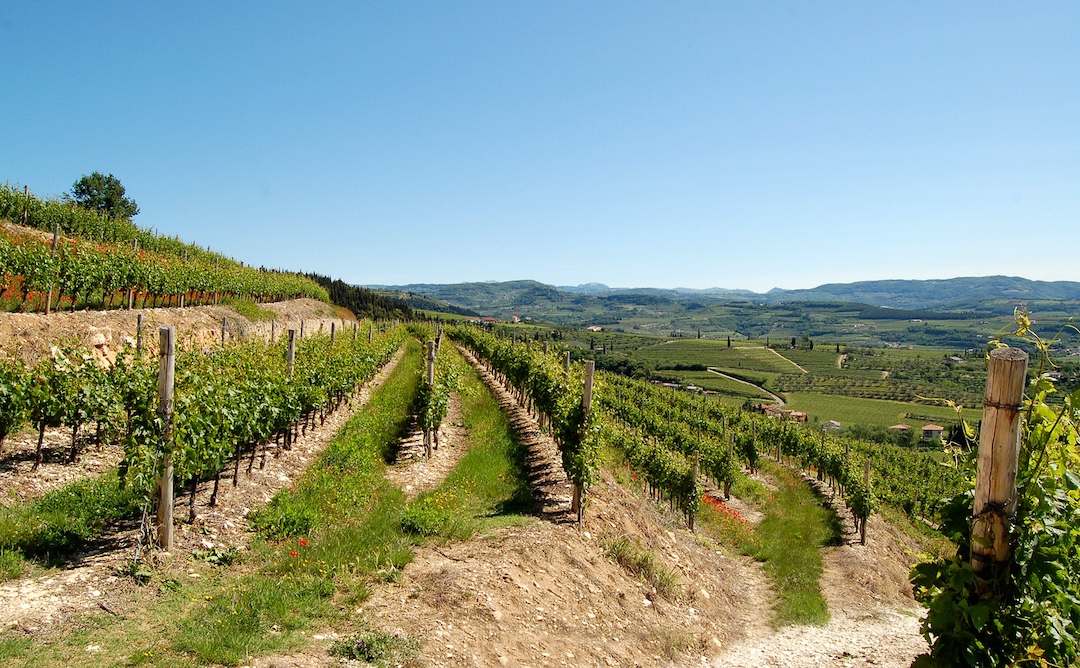 Tommasi, Amarone della Valpolicella Classico, Italië 2019