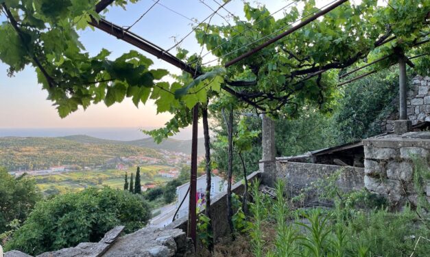 Microwijnproject in Dalmatië