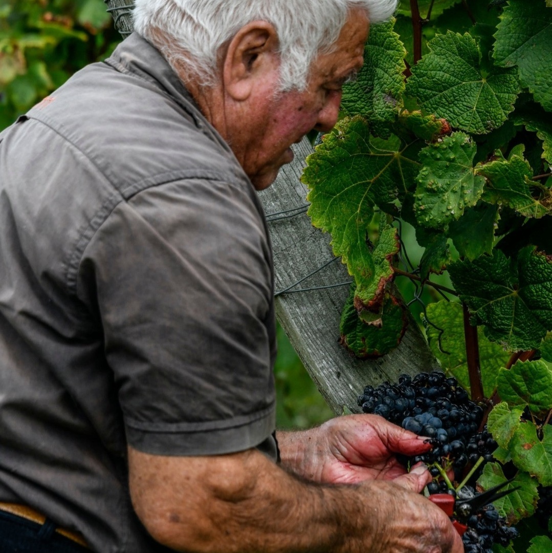 plaimont oogst plaimont oogst