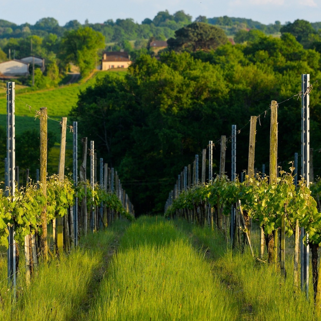 plaimont wijngaard plaimont wijngaard
