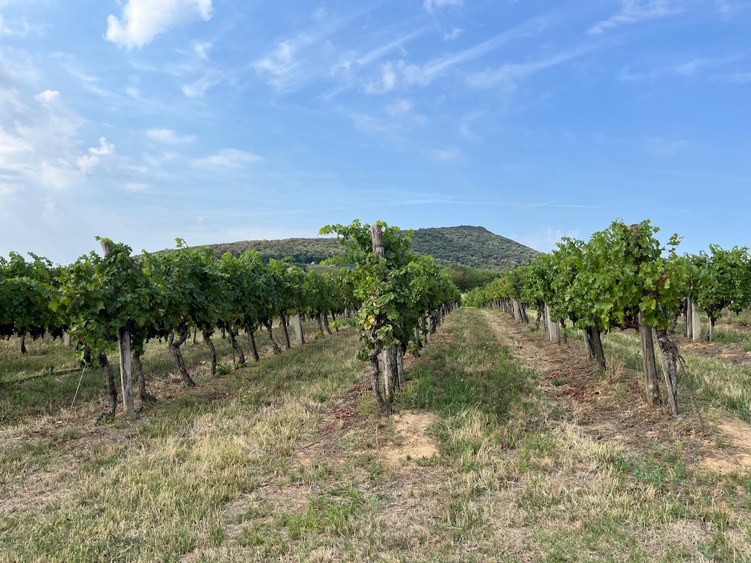 X Tiffan wijngaard Tiffan wijngaard