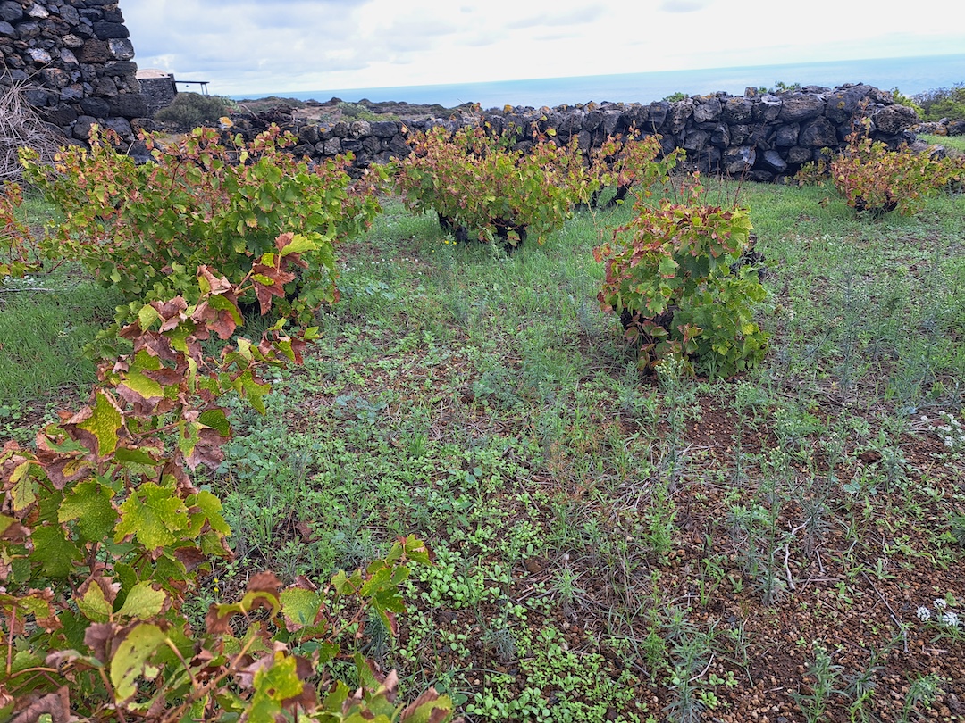 Oude wijnstokken van Abbazia San Giorgio Oude wijnstokken van Abbazia San Giorgio