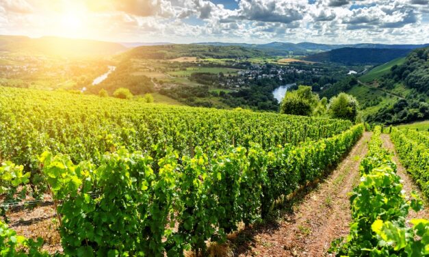 Moldavië: eeuwenoud wijnland met veelbelovende toekomst
