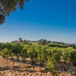Châteauneuf-du-Pape anno nu