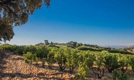 Châteauneuf-du-Pape anno nu