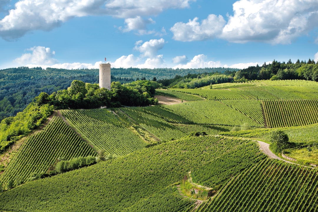 x Kiedrich Turmberg_Weingut Robert Weil © Peter Quirin Kiedrich Turmberg (Erste Lage, monopole)